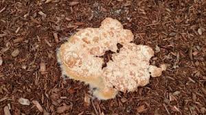 Mold Spores in Mulch- Medford Oregon